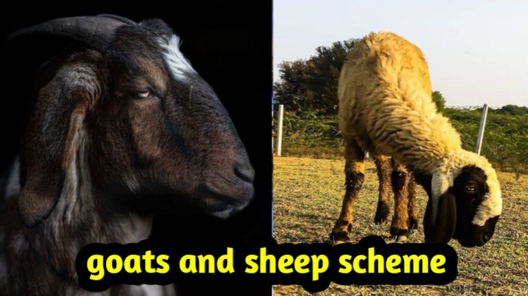 goat farming subsidy and sheep farming subsidy